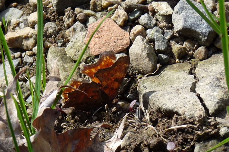 Storia di una Pieris napi